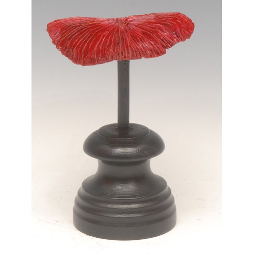 132 - Natural History - a mushroom coral specimen, mounted for display, 7cm high