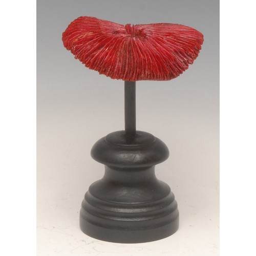 132 - Natural History - a mushroom coral specimen, mounted for display, 7cm high