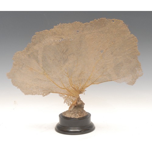 122 - Natural History - a coral fan specimen, mounted for display on a turned ebonised base, 36.5cm high o... 