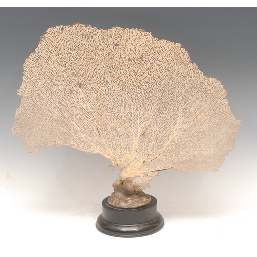 122 - Natural History - a coral fan specimen, mounted for display on a turned ebonised base, 36.5cm high o... 