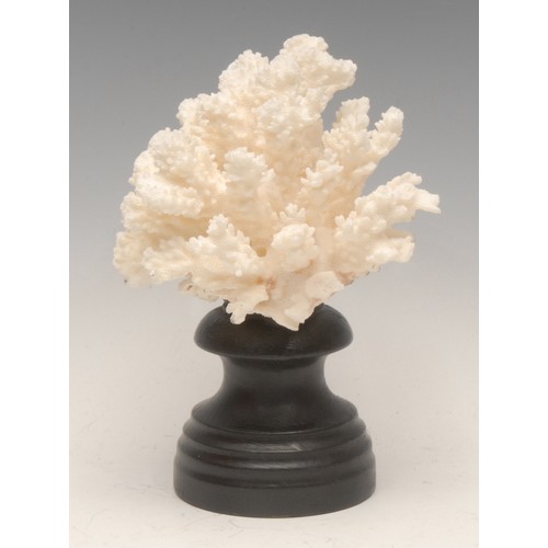 123 - Natural History - a coral specimen, mounted for display, 18cm high overall