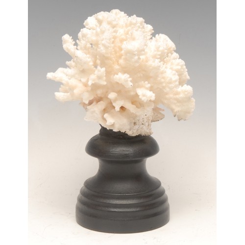 123 - Natural History - a coral specimen, mounted for display, 18cm high overall