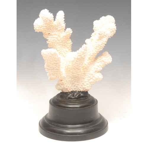 129 - Natural History - a large coral specimen, mounted for display, 28cm high