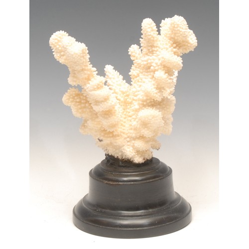 129 - Natural History - a large coral specimen, mounted for display, 28cm high