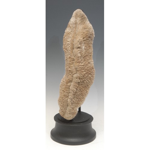 131 - Natural History - a model of a coral specimen, mounted for display, 45cm high overall