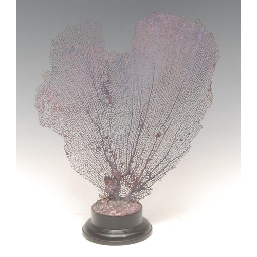 121 - Natural History - a coral fan specimen, mounted for display on a turned ebonised base, 28.5cm high o... 