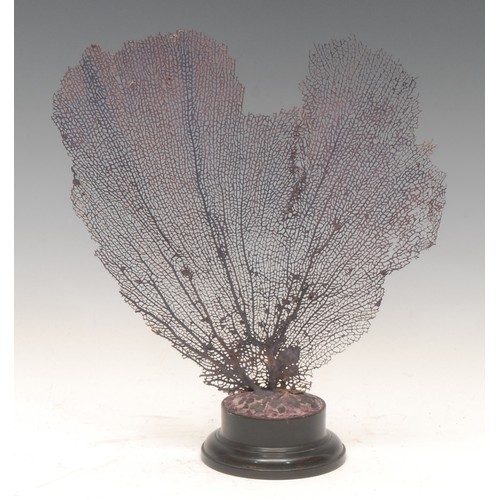 121 - Natural History - a coral fan specimen, mounted for display on a turned ebonised base, 28.5cm high o... 