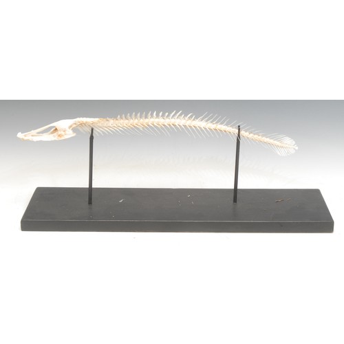 125 - Natural History - a fish specimen, mounted for display, 49cm long