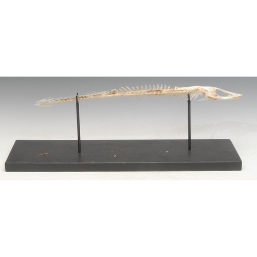 125 - Natural History - a fish specimen, mounted for display, 49cm long