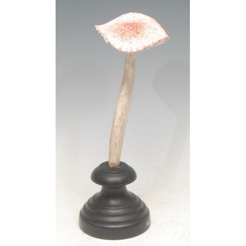 158 - Natural History - Mycology - a painted model of a fungus specimen, mounted for display, 22.5cm high ... 