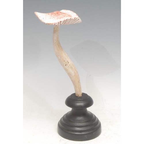 158 - Natural History - Mycology - a painted model of a fungus specimen, mounted for display, 22.5cm high ... 