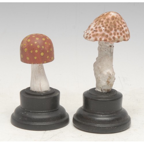 148 - Natural History - Mycology - a painted model of a fungus specimen, mounted for display, 11cm high ov... 