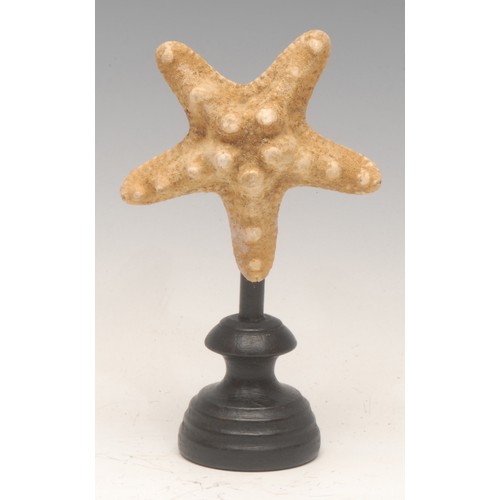 137 - Natural History - a starfish specimen, mounted for display, 16cm high overall