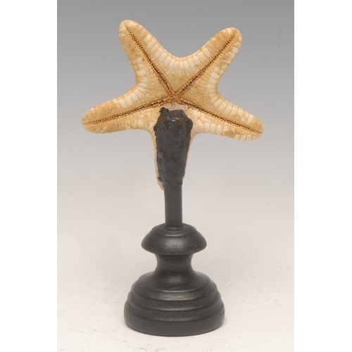 137 - Natural History - a starfish specimen, mounted for display, 16cm high overall