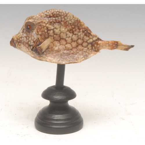 136 - Natural History - a spotted box fish (ostracion meleagris) specimen, mounted for display, 14cm high ... 