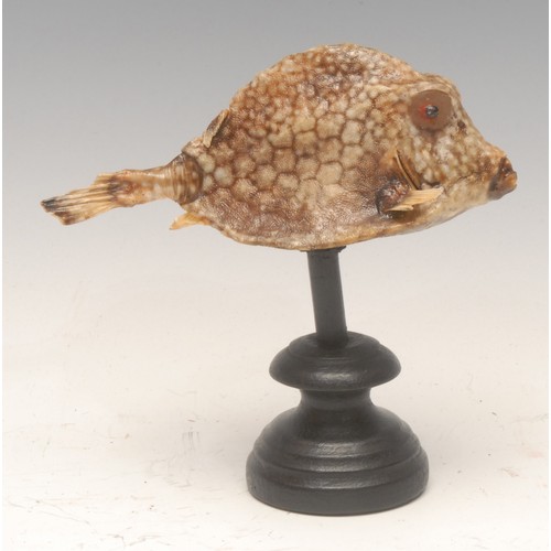 136 - Natural History - a spotted box fish (ostracion meleagris) specimen, mounted for display, 14cm high ... 