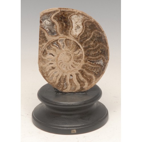 167 - Natural History & Geology - an ammonite specimen section, polished and mounted for display, 14cm hig... 