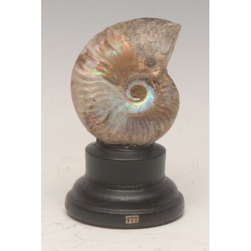 166 - Natural History & Geology - a pearly ammonite specimen, mounted for display, 9cm high overall