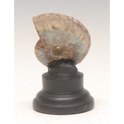 166 - Natural History & Geology - a pearly ammonite specimen, mounted for display, 9cm high overall