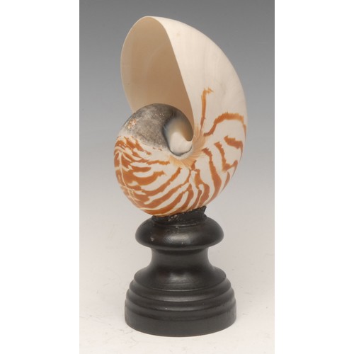 133 - Natural History - a nautilus shell specimen, mounted for display, 21.5cm high overall