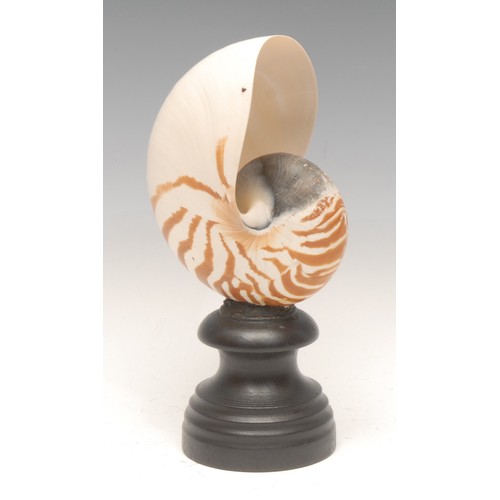 133 - Natural History - a nautilus shell specimen, mounted for display, 21.5cm high overall