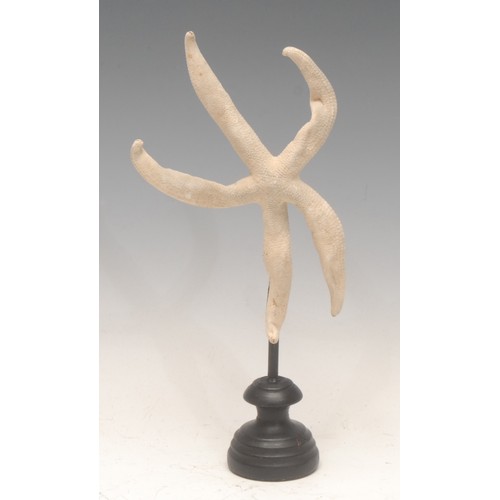 140 - Natural History - a starfish specimen, mounted for display, 26cm high overall