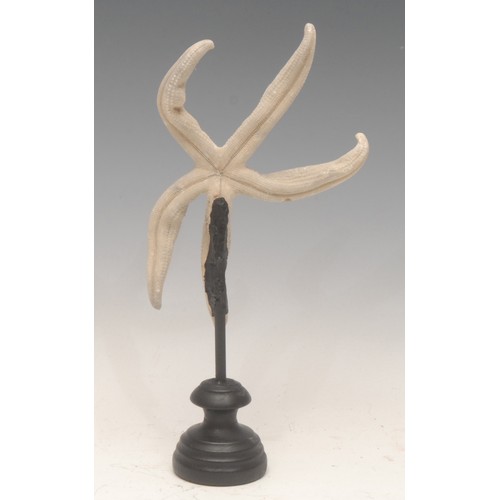 140 - Natural History - a starfish specimen, mounted for display, 26cm high overall