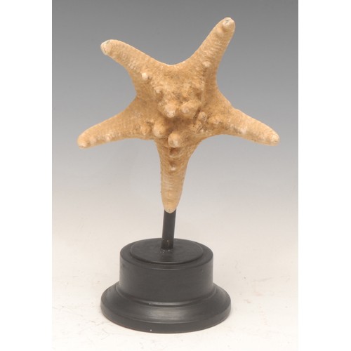 138 - Natural History - a starfish specimen, mounted for display, 23cm high overall