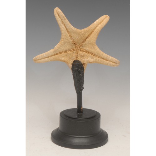 138 - Natural History - a starfish specimen, mounted for display, 23cm high overall