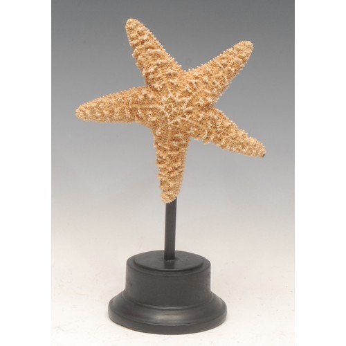 139 - Natural History - a starfish specimen, mounted for display, 25cm high overall