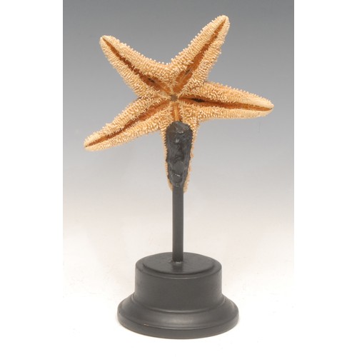 139 - Natural History - a starfish specimen, mounted for display, 25cm high overall