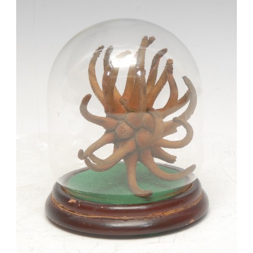 135 - Natural History - a sea coral specimen, glass display dome, turned wooden base, 11cm high overall