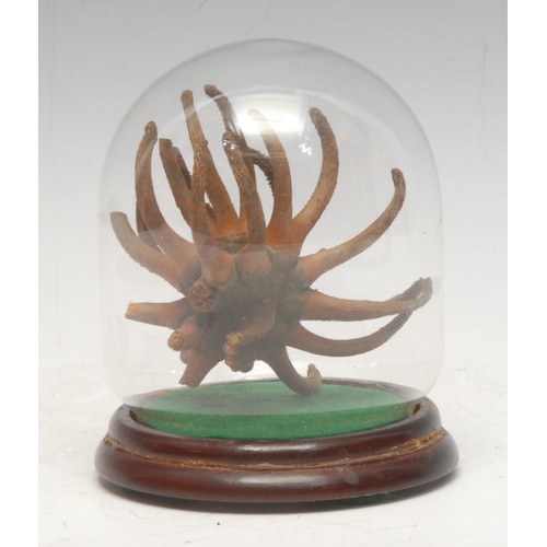 135 - Natural History - a sea coral specimen, glass display dome, turned wooden base, 11cm high overall