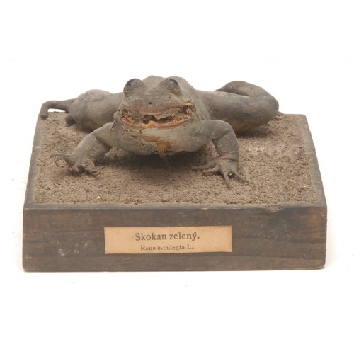 174 - Taxidermy - an amphibian specimen, Edible Frog (rana esculenta L.), glass eyes, mounted for display ... 