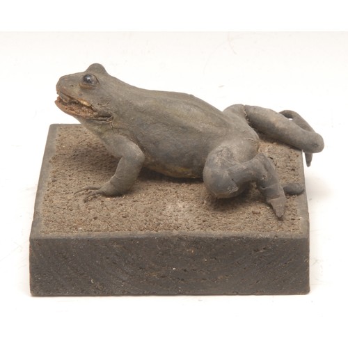 174 - Taxidermy - an amphibian specimen, Edible Frog (rana esculenta L.), glass eyes, mounted for display ... 