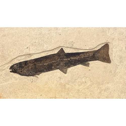 126 - Natural History - a fossilised fish specimen, mounted for display, 40cm x 68cm