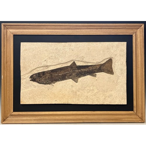 126 - Natural History - a fossilised fish specimen, mounted for display, 40cm x 68cm