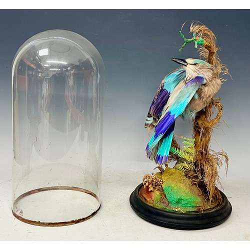 178 - Taxidermy - an Indian roller bird, glass dome, ebonised base, 39cm high, the base 20cm diameter