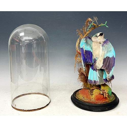 178 - Taxidermy - an Indian roller bird, glass dome, ebonised base, 39cm high, the base 20cm diameter