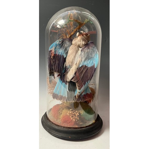 178 - Taxidermy - an Indian roller bird, glass dome, ebonised base, 39cm high, the base 20cm diameter