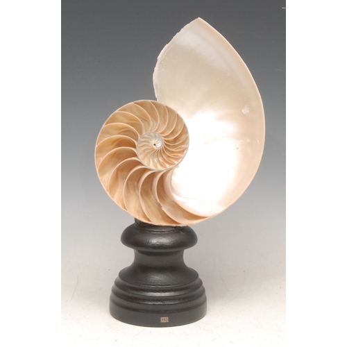 119 - Natural History - Conchology - a bisected and polished tiger nautilus shell, mounted for display, 24... 