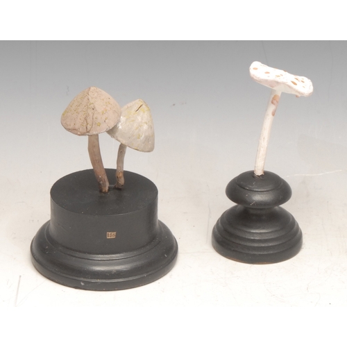 118 - Natural History - Mycology - a painted model of a fungus specimen, mounted for display, 11.5cm high ... 