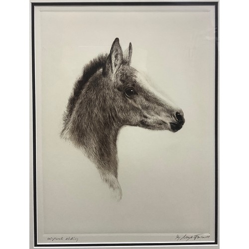 1243 - Kurt Meyer-Eberhardt (1895-1977), by and after, Head study of a foal, signed in pencil lower right m... 