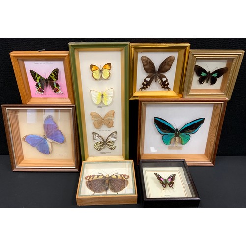 111 - Natural History - Entomological specimens - mounted and framed butterflies and a Cricket;  a Common ... 