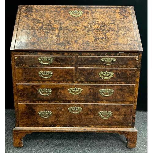 1542 - A George II/early III mulberry or 'field maple' burr bureau, the fall top enclosing a fully fitted i... 