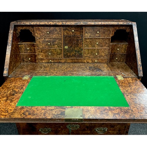 1542 - A George II/early III mulberry or 'field maple' burr bureau, the fall top enclosing a fully fitted i... 