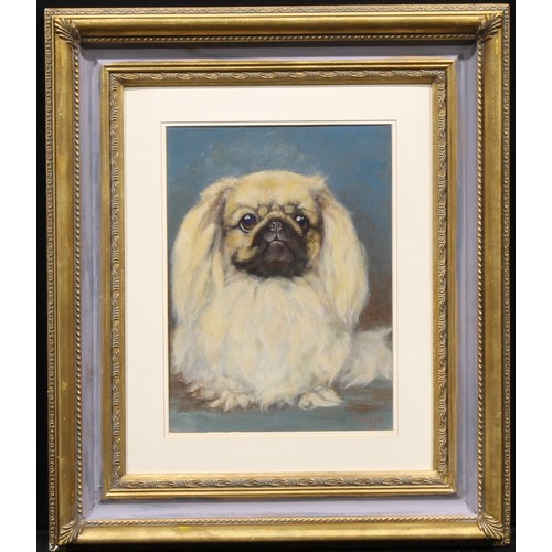 1020 - Steven F. Scott (American School, mid century) 
Portrait of a Pekingese
signed, oil on board, 39cm x... 