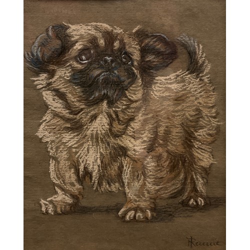 793 - Ita Rennie (Scottish School, early 20th century) 
Portrait of a Long-Haired Pug 
signed, mixed media... 