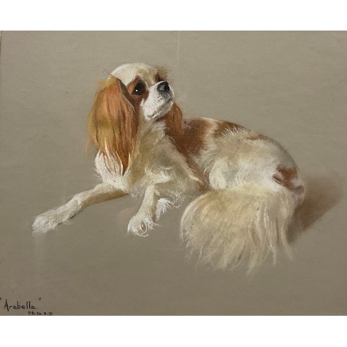 1103 - P. B. (English School, 20th century) 
Arabella, Cavalier Spaniel 
signed, dated 24/8/71, pastel, 37c... 