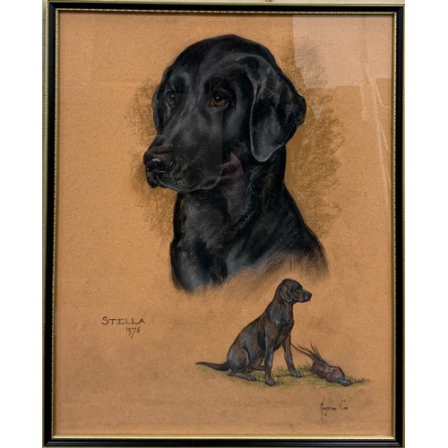 503 - Marjorie Cox (1915 - 2003)
Portrait of a Labrador, Stella
signed, pastel